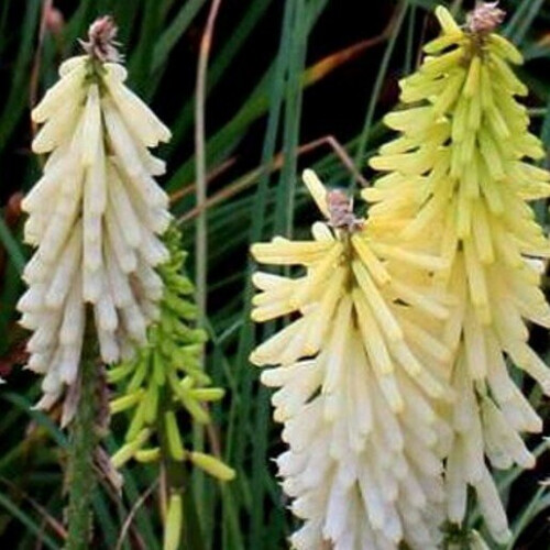 KNIPHOFIA Little Maid. Red Hot Poker. 1