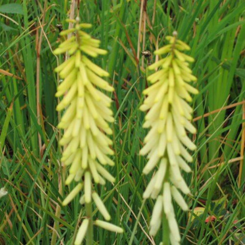 KNIPHOFIA Little Maid. Red Hot Poker. 2