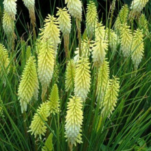 KNIPHOFIA Little Maid. Red Hot Poker.