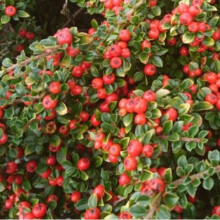 COTONEASTER microphyllus. Stiff branched shrub