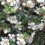COTONEASTER microphyllus. Stiff branched shrub 2