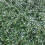 COTONEASTER microphyllus. Stiff branched shrub 4