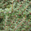 COTONEASTER microphyllus. Stiff branched shrub 5