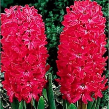 Prepared Hyacinth Jan Bos