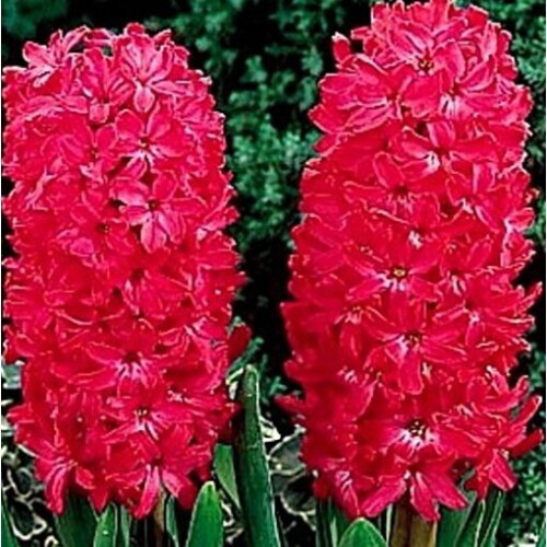 Prepared Hyacinth Jan Bos