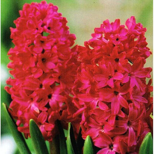 Prepared Hyacinth Jan Bos 1