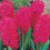 Prepared Hyacinth Jan Bos 3
