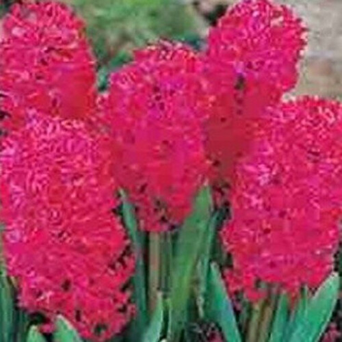 Prepared Hyacinth Jan Bos 2