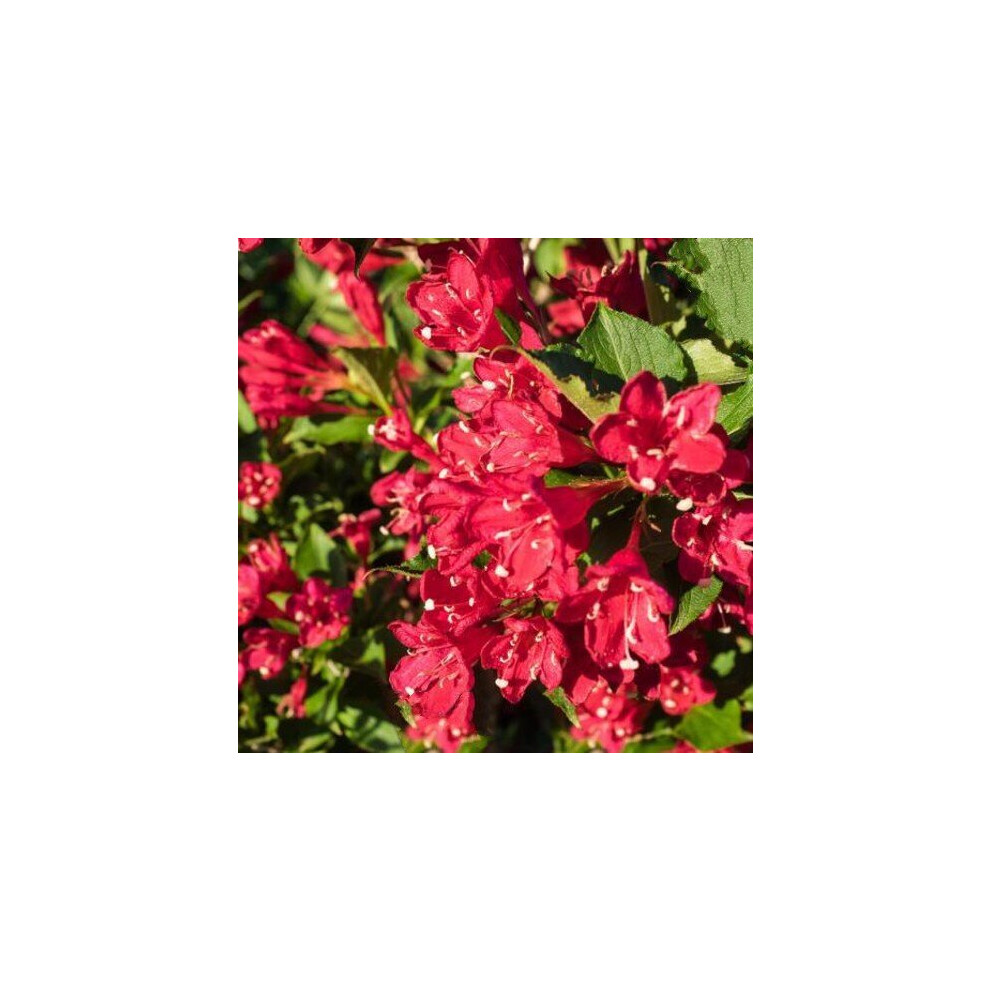 WEIGELA Bristol Ruby. Ruby-red flowers.