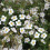 POTENTILLA Abbotswood. Shrubby Cinquefoil. 4