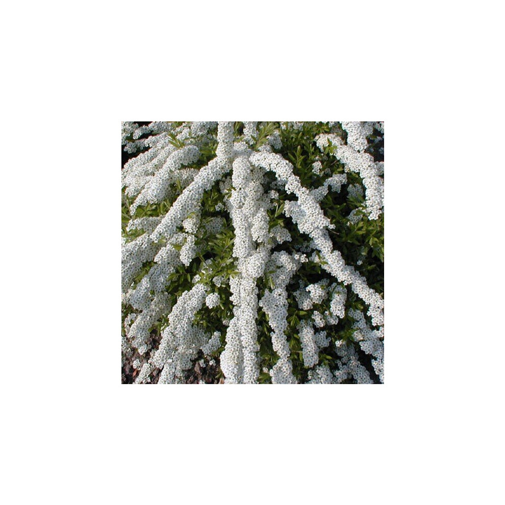 Spiraea Arguta. Also known as Bridal Wreath.