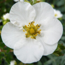 POTENTILLA Abbotswood. Shrubby Cinquefoil.