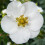 POTENTILLA Abbotswood. Shrubby Cinquefoil. 1