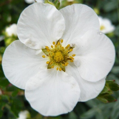 POTENTILLA Abbotswood. Shrubby Cinquefoil.