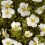 POTENTILLA Abbotswood. Shrubby Cinquefoil. 2