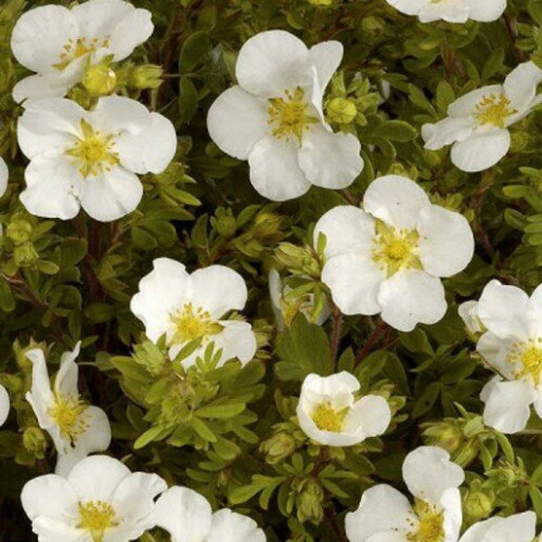 POTENTILLA Abbotswood. Shrubby Cinquefoil. 1