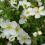 POTENTILLA Abbotswood. Shrubby Cinquefoil. 3