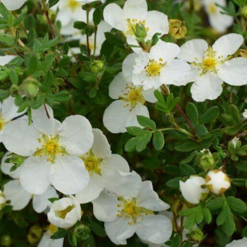 POTENTILLA Abbotswood. Shrubby Cinquefoil. 2