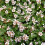 Cotoneaster CORAL BEAUTY. Evergreen. 2
