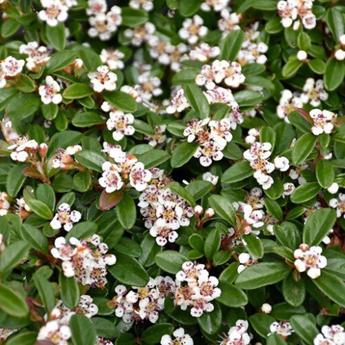 Cotoneaster CORAL BEAUTY. Evergreen. 1
