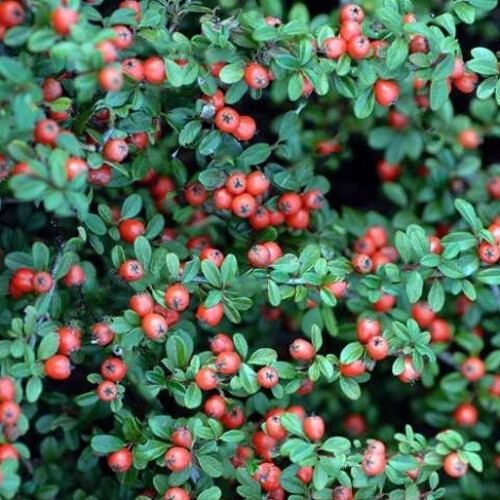 Cotoneaster CORAL BEAUTY. Evergreen. 2