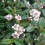 Cotoneaster CORAL BEAUTY. Evergreen. 4