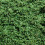 Cotoneaster CORAL BEAUTY. Evergreen. 5