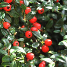 Cotoneaster CORAL BEAUTY. Evergreen.