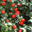 Cotoneaster CORAL BEAUTY. Evergreen. 1