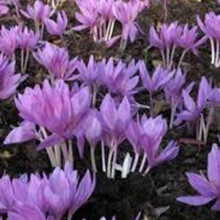 COLCHICUM Lilac Wonder