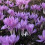 COLCHICUM Lilac Wonder 1