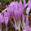 COLCHICUM Lilac Wonder 2