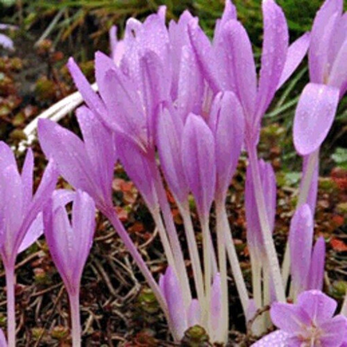 COLCHICUM Lilac Wonder 1