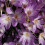 COLCHICUM Lilac Wonder 3