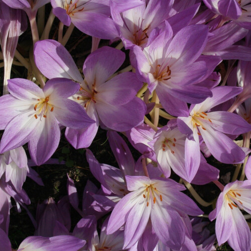 COLCHICUM Lilac Wonder 2