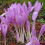 COLCHICUM Lilac Wonder 4