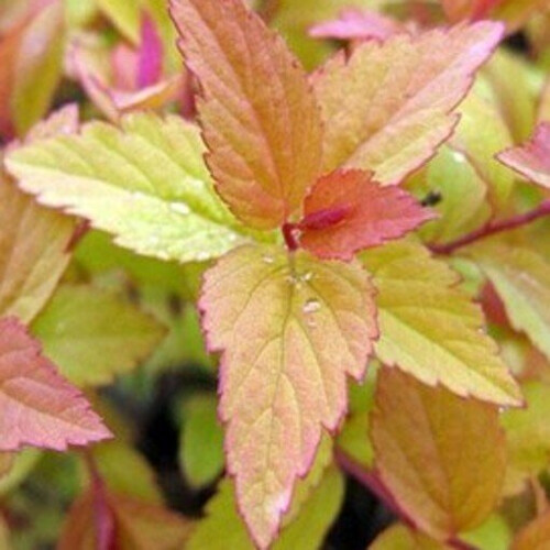 SPIRAEA Firelight. Reddish bronze leaves. 2