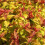 SPIRAEA Firelight. Reddish bronze leaves. 1