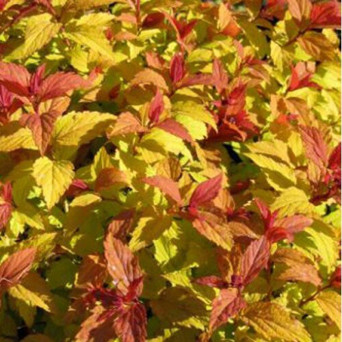 SPIRAEA Firelight. Reddish bronze leaves.
