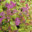 SPIRAEA Firelight. Reddish bronze leaves. 4