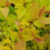 SPIRAEA Firelight. Reddish bronze leaves. 2
