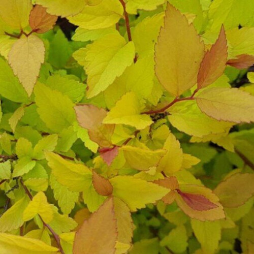 SPIRAEA Firelight. Reddish bronze leaves. 1