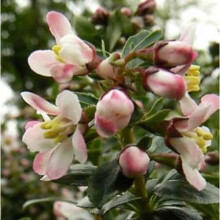 Escallonia Donard Seedling. Good Coastal Plant.