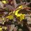 LYSIMACHIA Firecracker. Loosestrife. 1