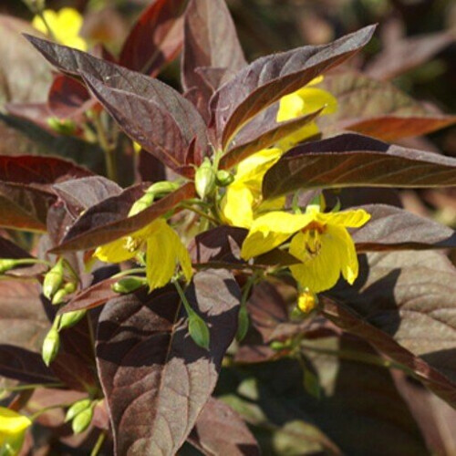LYSIMACHIA Firecracker. Loosestrife.