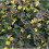 LYSIMACHIA Firecracker. Loosestrife. 2