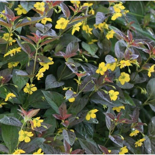 LYSIMACHIA Firecracker. Loosestrife. 1