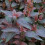 LYSIMACHIA Firecracker. Loosestrife. 3