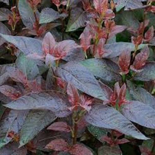 LYSIMACHIA Firecracker. Loosestrife. 2