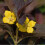 LYSIMACHIA Firecracker. Loosestrife. 4